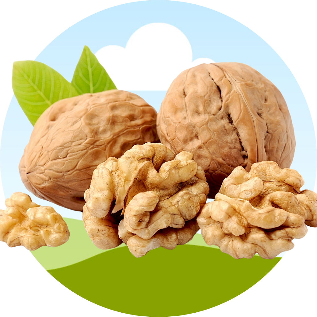 california-walnut-image california-walnut-image